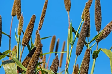 Millet – a ancient grain that shaped society as we know it